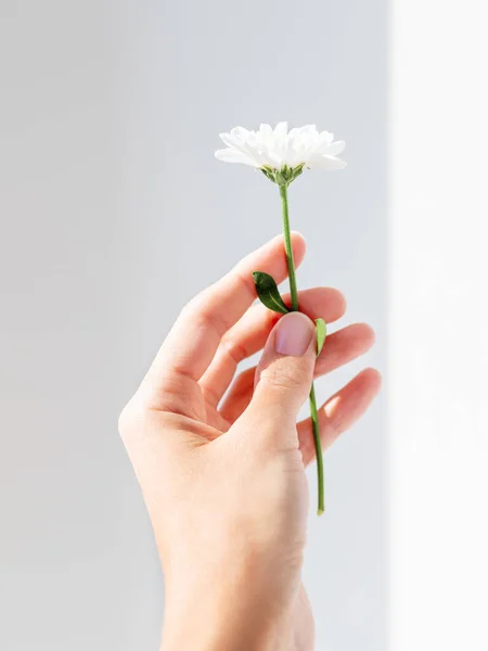 Main avec fleur de chrysanthème. Femme tient fleur en fleurs sur fond gris ombragé . — Photo