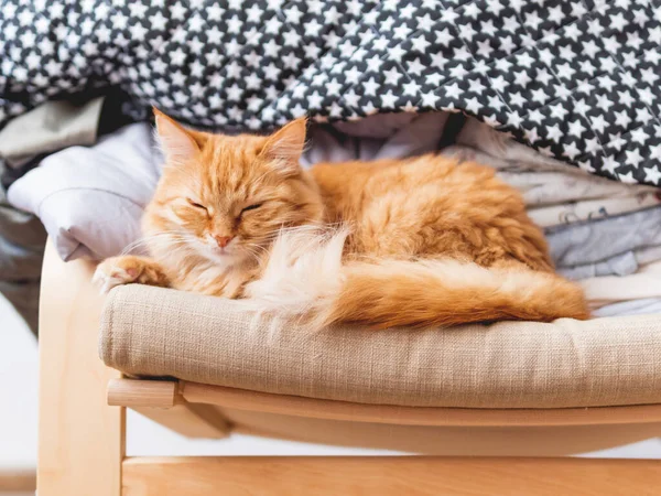 Carino gatto zenzero è sdraiato sulla sedia beige. Mucchio di vestiti spiegazzati dietro soffice animale domestico . — Foto Stock