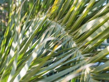 Güneş palmiye yapraklarının üzerinde parlar. Taze yeşil yapraklı tropikal ağaç. 