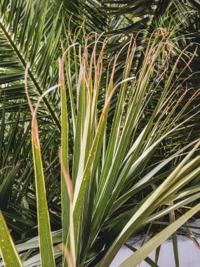 Sun is shining through palm tree leaves. Retro toned photo of tropical tree foliage in sunny day. 
