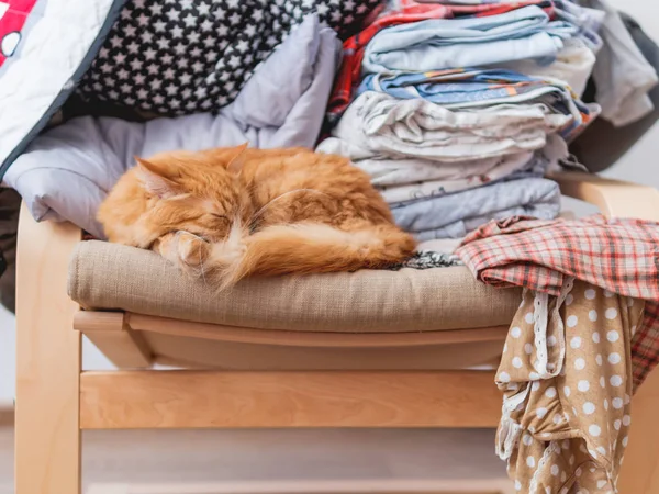 Симпатичный рыжий кот лежит на бежевом стуле. Куча мятой одежды за пушистым питомцем. . — стоковое фото