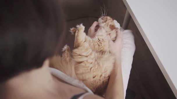 Mujer está acariciando lindo jengibre gato. La mascota esponjosa se asienta cómodamente de rodillas. Acogedora casa . — Vídeos de Stock