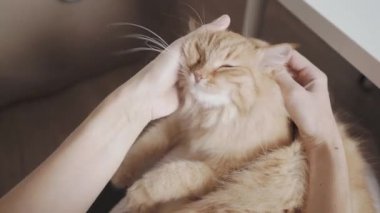 Kadın sevimli zencefilli kediyi okşuyor. Yumuşak evcil hayvan rahatça dizlerinin üstüne çöker. Konforlu ev.