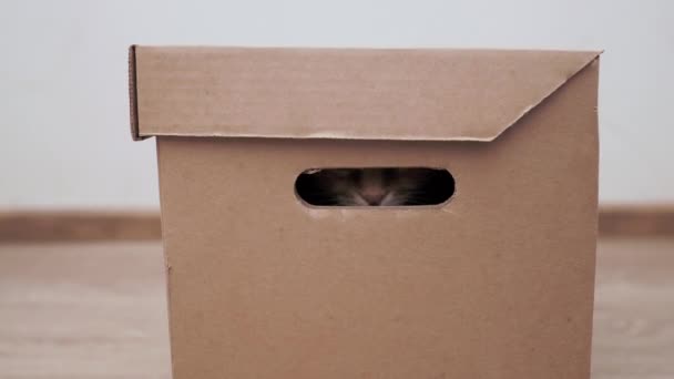 Cute ginger cat is hiding in carton box. Fluffy pet is playing hide-and-seek and staring through hole. — 비디오