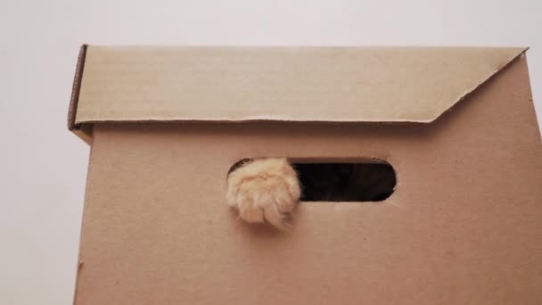 Schattige gember kat zit in kartonnen doos, staren door het gat en spelen met een draad. Speels pluizig huisdier. — Stockvideo