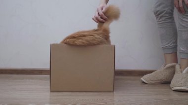 Tatlı kızıl kedi karton kutuda saklanıyor. Yumuşak evcil hayvan bir kadınla saklambaç oynuyor..