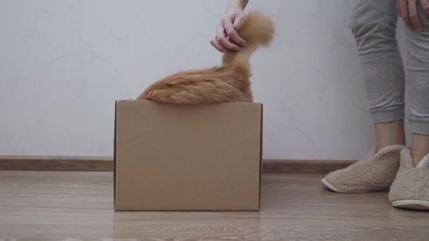 Leuke gemberkat verstopt zich in een kartonnen doos. pluizig huisdier is spelen verstoppertje met vrouw. — Stockvideo