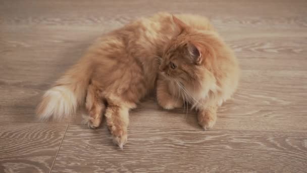 Cute ginger cat lying on wooden floor. Fluffy pet in cozy home. — Stock Video