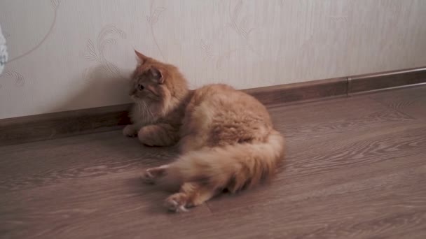 Lindo gato jengibre acostado en el suelo de madera. Mascota esponjosa en casa acogedora . — Vídeos de Stock