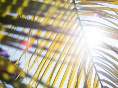 Güneş palmiye yapraklarının üzerinde parlar. Taze yeşil yapraklı tropikal ağaç.