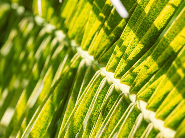 El sol brilla en las hojas de las palmeras. Árbol tropical con follaje verde fresco . — Foto de Stock
