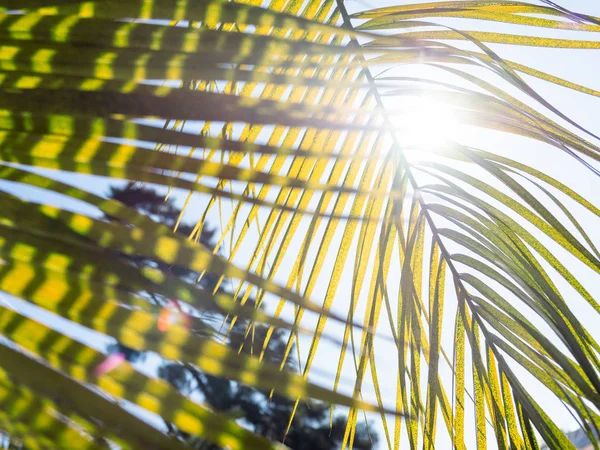 Sonne scheint auf Palmblätter. tropischer Baum mit frischem grünen Laub. — Stockfoto