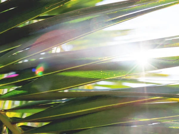 A pálmafaleveleken süt a nap. Trópusi fa friss zöld lombozattal. — Stock Fotó
