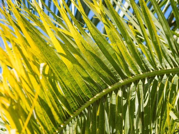 Il sole splende attraverso le foglie di palma. Albero tropicale con fogliame verde fresco. — Foto Stock