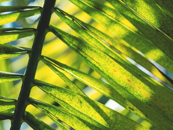 El sol brilla a través de hojas de palmeras. Árbol tropical con follaje verde fresco. — Foto de Stock