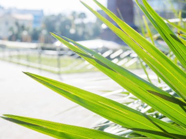 Güneş palmiye yapraklarının arasından parlıyor. Taze yeşil yapraklı tropikal ağaç.