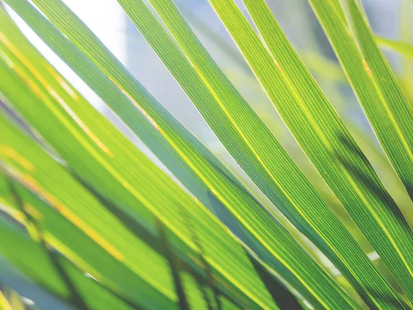 Sun shines through palm tree leaves. Tropical tree with fresh green foliage. — Stock Photo, Image