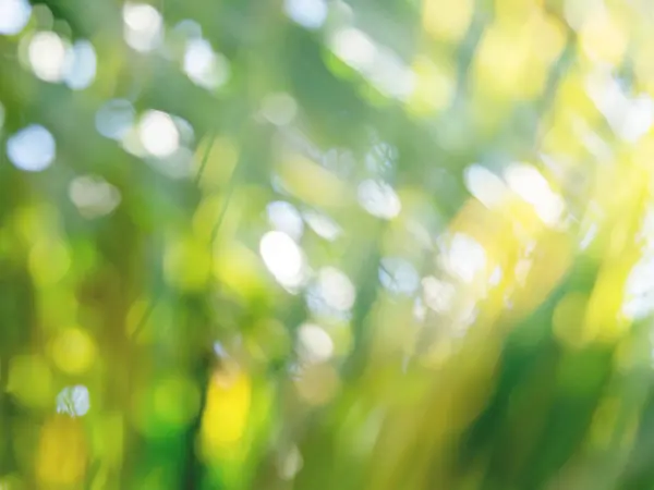 A nap a pálmafaleveleken keresztül süt. Trópusi fa friss zöld lombozattal. Természetes disszidált háttér. — Stock Fotó