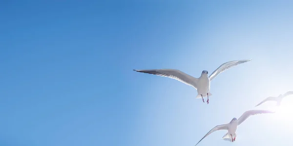 Las gaviotas flotan en el aire. Vista inferior de las aves marinas contra un cielo despejado y un sol brillante . — Foto de Stock