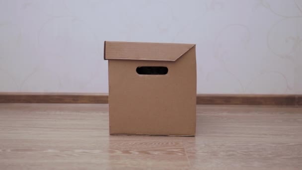 Cute ginger cat is hiding in carton box. Fluffy pet is playing hide-and-seek and staring through hole. — 비디오