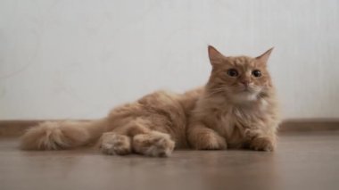 Ahşap zeminde yatan sevimli kızıl kedi. Rahat Evdeki Yumuşak Evcil Hayvan.