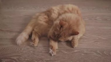 Cute ginger cat lying on wooden floor. Fluffy pet licking its paws. Domestic animal in cozy home.