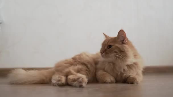 Mignon chat roux couché sur le sol en bois. Animaux de compagnie moelleux dans une maison confortable .