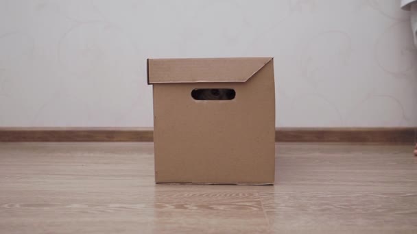 Симпатичный рыжий кот прячется от маленького мальчика в коробке. Пушистый питомец играет в прятки с ребенком . — стоковое видео