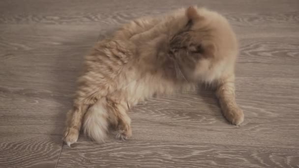 Aranyos vörös macska fekszik a fapadlón. Bolyhos kisállat nyalogatja a mancsát. Háziállat otthonos otthonban. — Stock videók