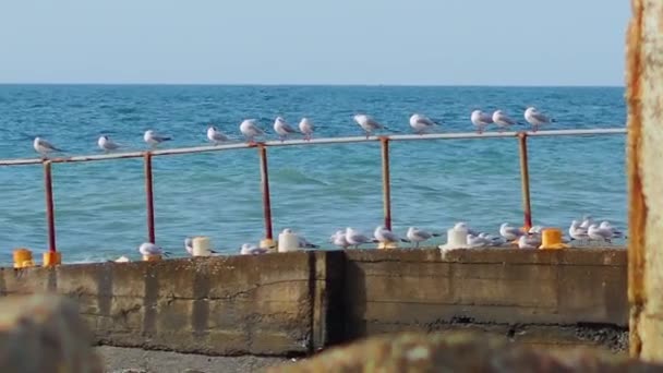 Row of seagulls on a rusty constructionover sea surf. White sea birds. Sochi, Russia. — Stock Video