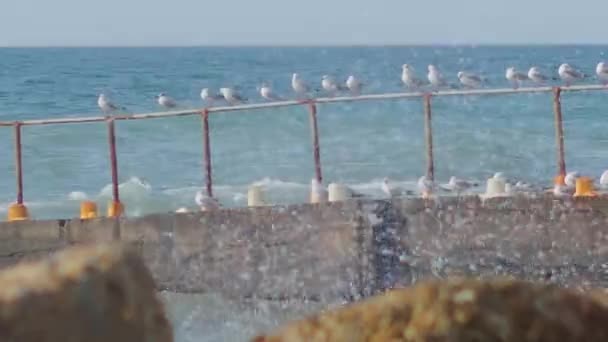 Rândul de pescăruși pe o construcție ruginită peste surf mare. Păsări albe de mare. Sochi, Rusia . — Videoclip de stoc