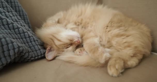 Cute ginger cat is sleeping on beige couch. Fluffy pet is comfortably settled for nap. Cozy home. — Stock Video