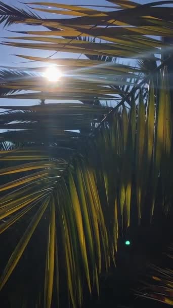 Imágenes verticales con sol brilla en hojas de palmeras. Árbol tropical con follaje verde fresco . — Vídeos de Stock