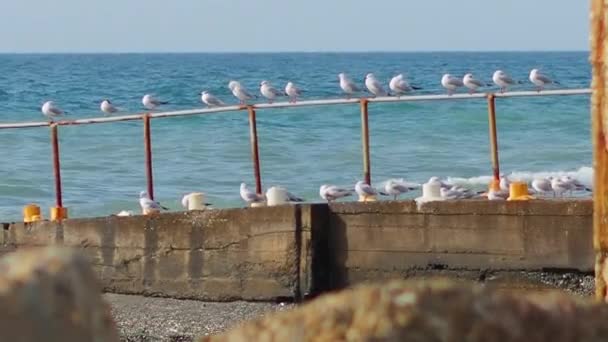 Fila de gaivotas em uma construção enferrujadasobre o mar surf. Pássaros marinhos brancos. Sochi, Rússia . — Vídeo de Stock