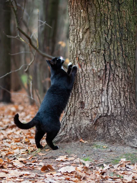 Fluffy gato negro con manchas blancas agudiza sus garras en un árbol en el parque. Animales callejeros en el bosque . —  Fotos de Stock