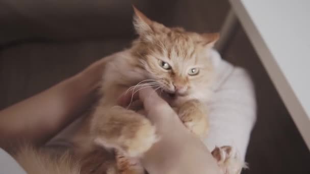 Carino gatto zenzero cercando di mordere le mani delle donne. Fluffy pet sta giocando con il suo proprietario. Accogliente casa . — Video Stock