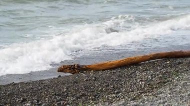 Karadeniz kayalık bir plajı ve kıyıdaki dalgaların attığı bir keresteyi yıkıyor. Soçi, Rusya.