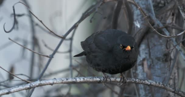 Ο Στάρλινγκ κάθεται σε ένα κλαδί σε ένα χειμερινό δάσος. Το μαύρο πουλί έχει ένα αστείο και σκυθρωπό βλέμμα. — Αρχείο Βίντεο