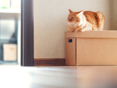Karton kutunun üzerinde yatan sevimli kızıl kedi. Güneş tüylü evcil hayvanın üzerinde parlıyor. Evcil hayvan taşınmaya hazır..