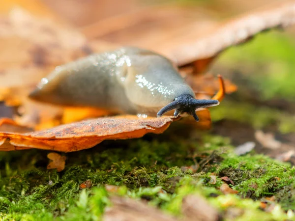 Ormandaki bir sümüklüböceğin makro fotoğrafı. Parlak sonbahar yaprakları üzerinde kabuksuz karasal gastropod yumuşakçaları.