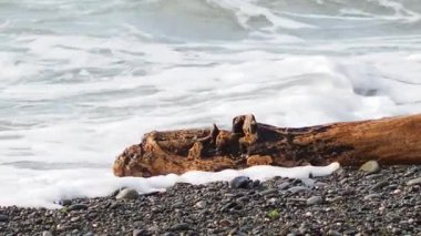 Karadeniz kayalık bir plajı ve kıyıdaki dalgaların attığı bir keresteyi yıkıyor. Soçi, Rusya.