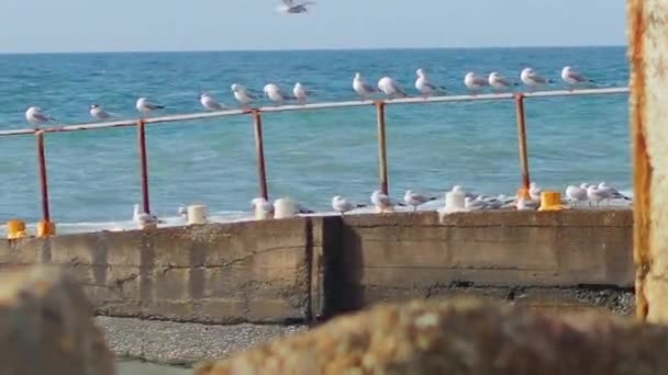 Deniz sörfü üzerinde paslı bir yapıda sıra sıra martılar. Beyaz deniz kuşları. Soçi, Rusya. — Stok video