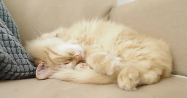 Cute ginger cat is sleeping on beige couch. Fluffy pet is comfortably settled for nap. Cozy home. — Stock Video