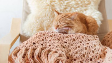 Kıyafet yığınının üzerinde uyuyan sevimli kızıl kedi. Yumuşak evcil hayvan tekstil rengini taklit eder.