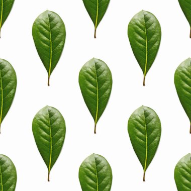 Taze yeşil yaprakların fotoğraflarından yapılmış kusursuz desen. Dağınık bitkilerle doğal arka plan.