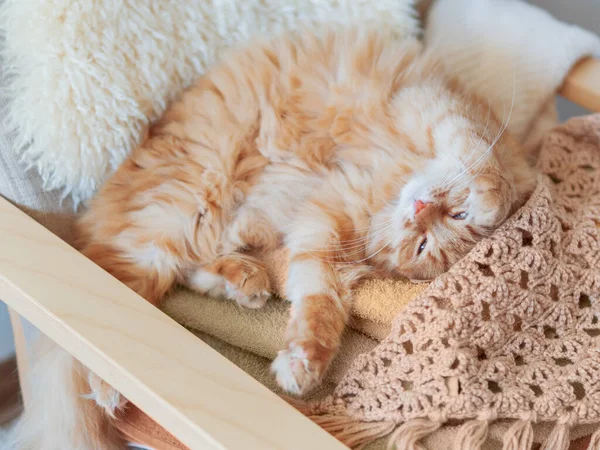 かわいい生姜猫の服の山の上で眠っている ふわふわのペットは繊維の色を模倣しています — ストック写真