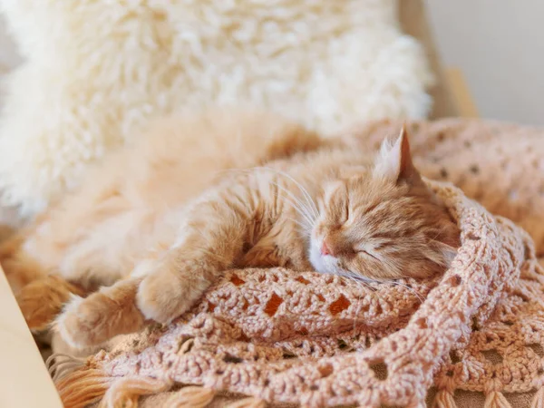 かわいい生姜猫の服の山の上で眠っている ふわふわのペットは繊維の色を模倣しています — ストック写真