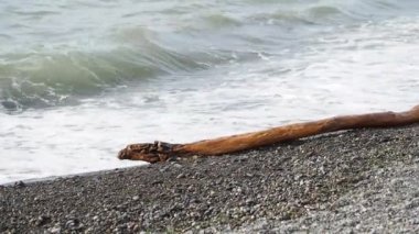 Karadeniz kayalık bir plajı ve kıyıdaki dalgaların attığı bir keresteyi yıkıyor. Soçi, Rusya.