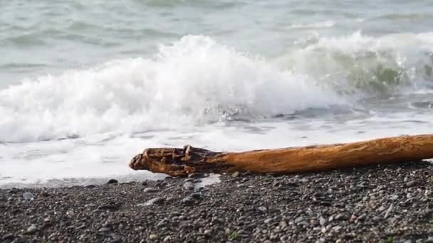 Η Μαύρη Θάλασσα πλένεται πάνω από μια βραχώδη παραλία και μια ξυλεία που πετάγεται από τα κύματα στην ακτή. Sochi, Ρωσία. — Αρχείο Βίντεο