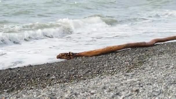 De Zwarte Zee spoelt over een rotsachtig strand en een hout opgeworpen door de golven op de kust. Sotsji, Rusland. — Stockvideo